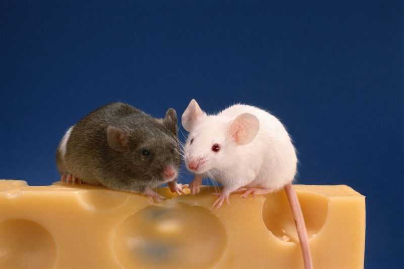 Mice Actually Hate Cheese